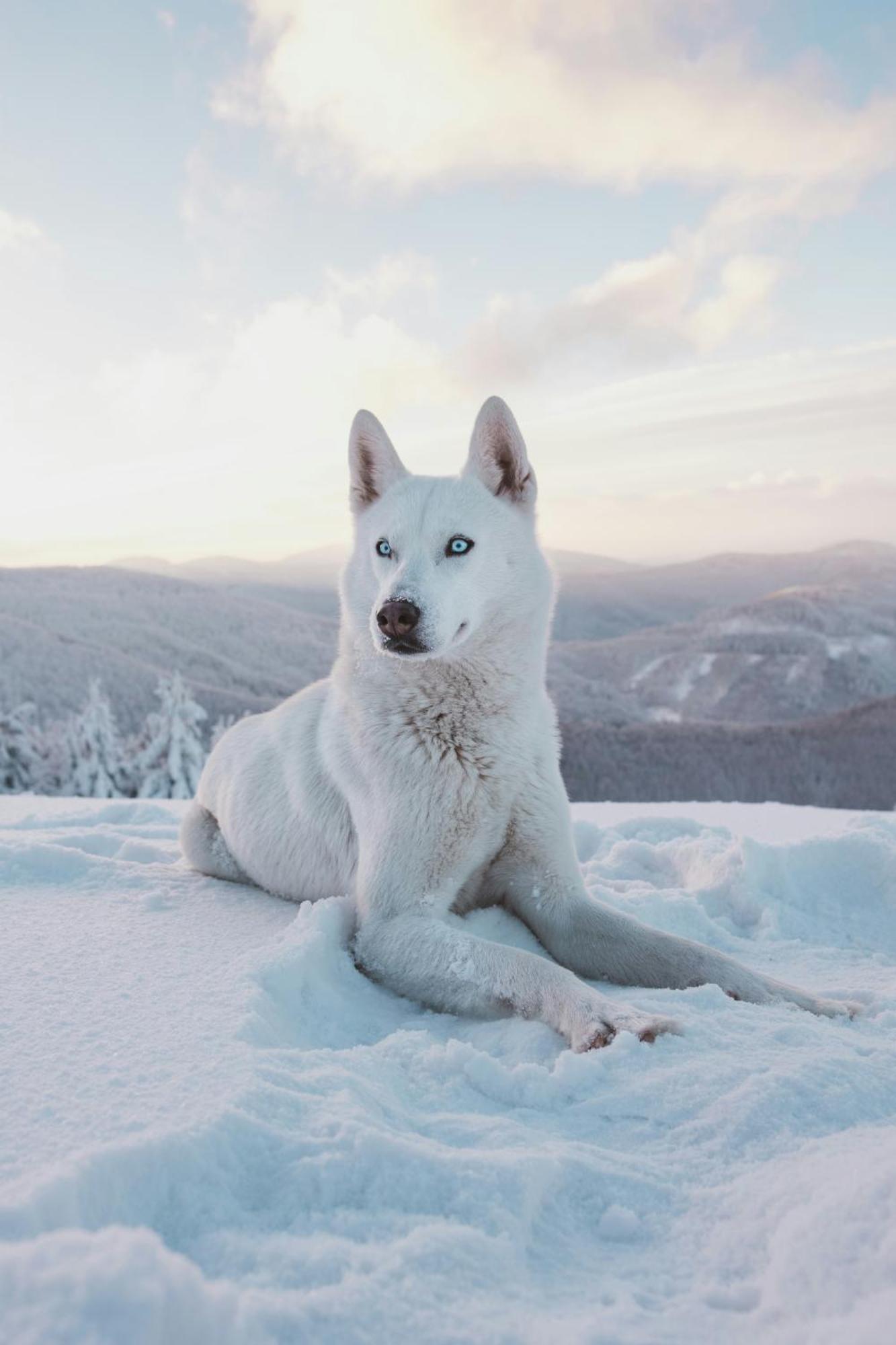 Ferienwohnung Lux Lapland Gielas Utsuvaara Levi Exterior foto