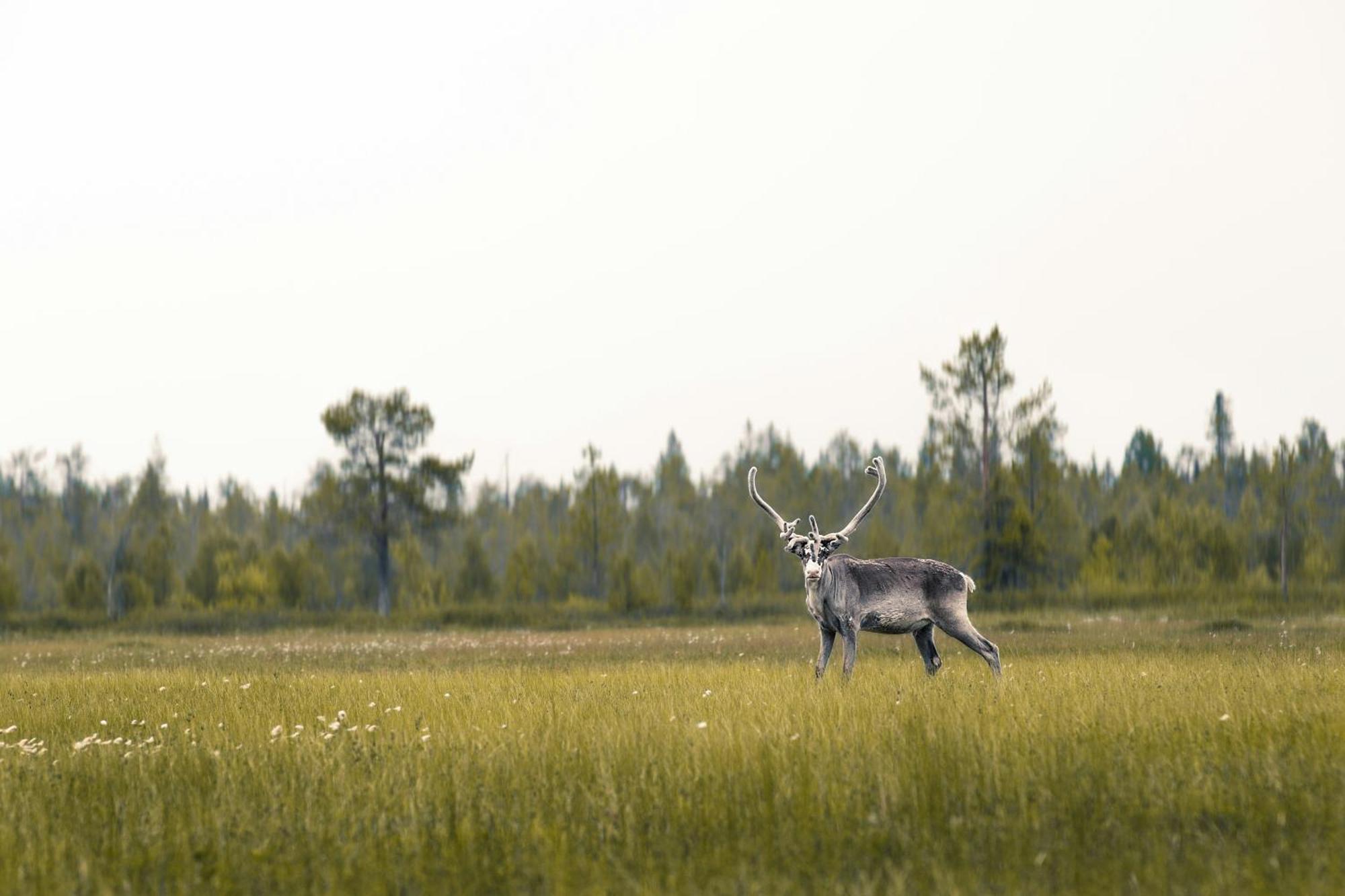 Ferienwohnung Lux Lapland Gielas Utsuvaara Levi Exterior foto