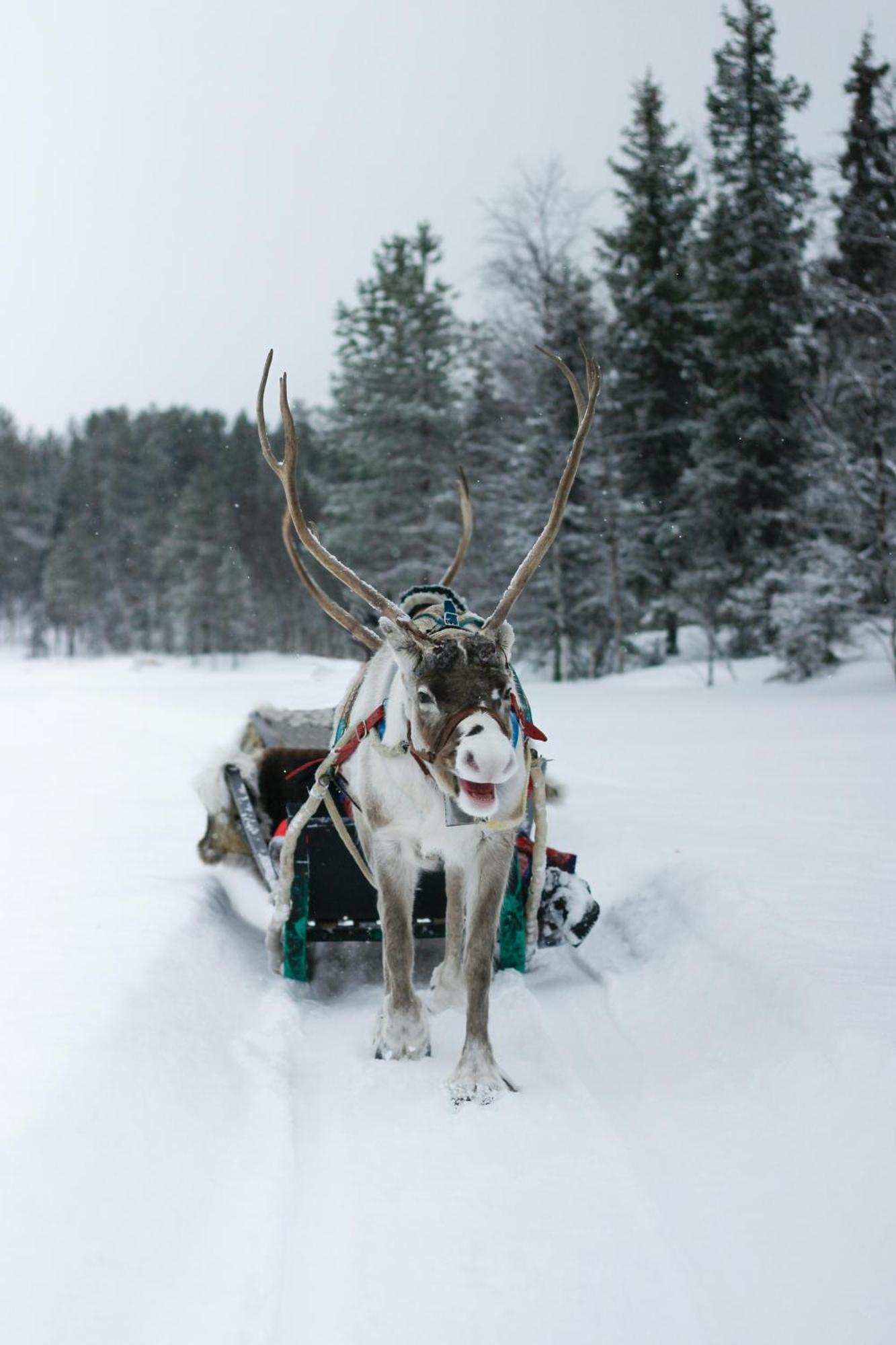 Ferienwohnung Lux Lapland Gielas Utsuvaara Levi Exterior foto